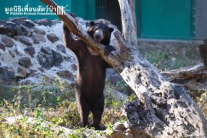 Sun Bear