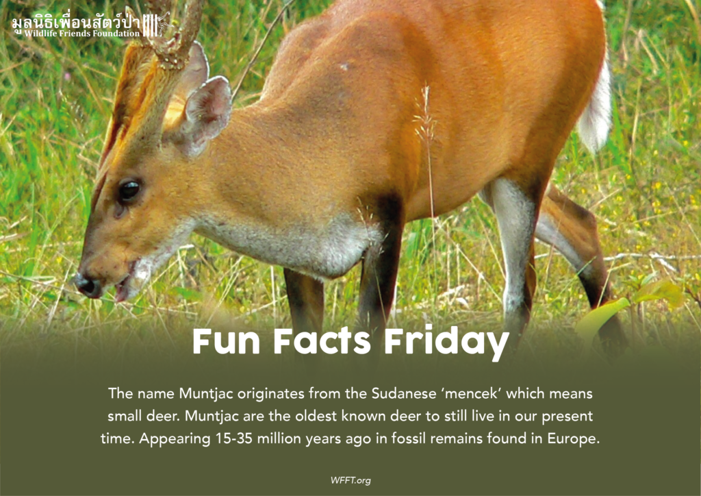 Fun Fact Friday