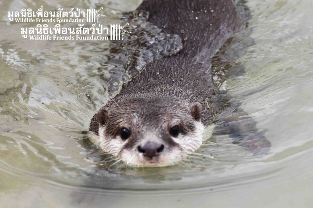 Otters At WFFT