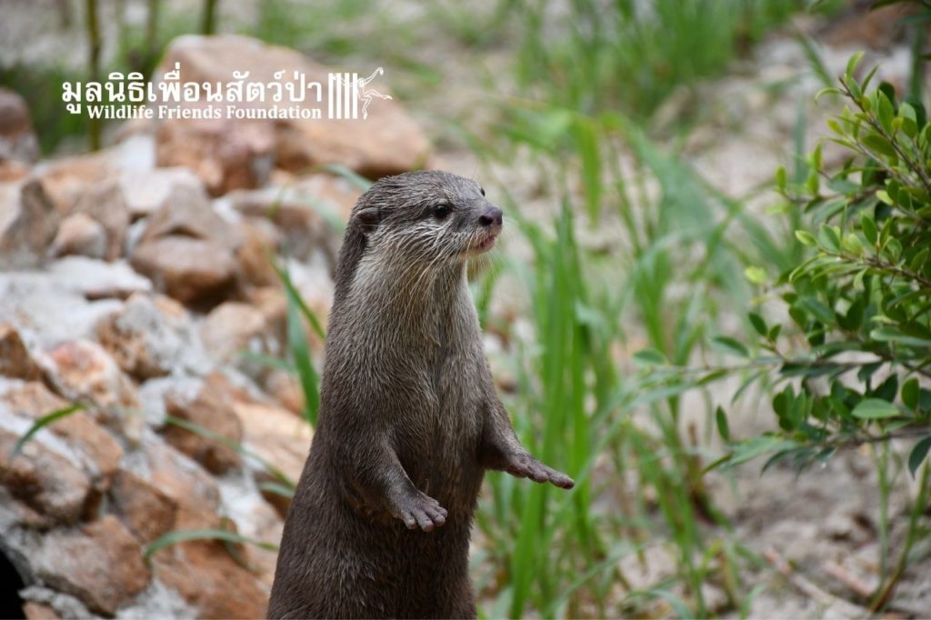 Otters At WFFT