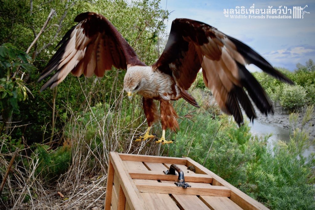 Brahminy Kite Release