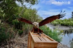 Brahminy kite release