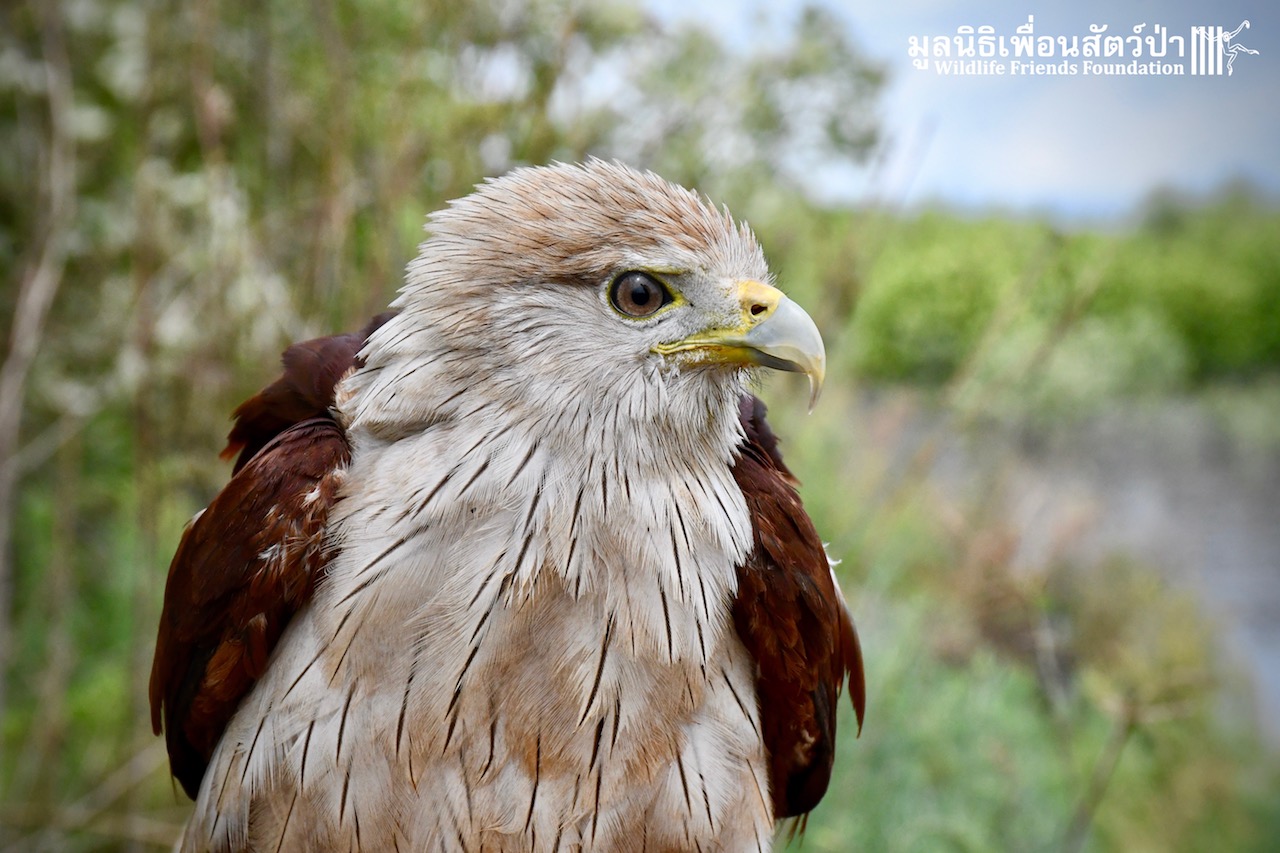 Brahminy Kite Release