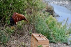 Brahminy kite release