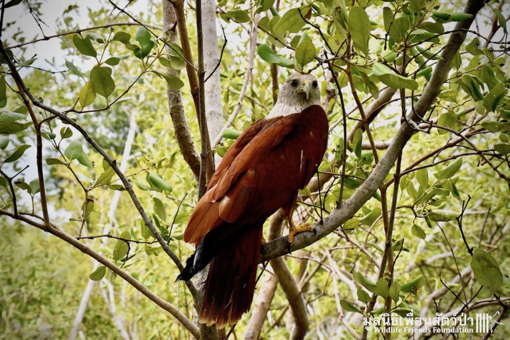 Brahminy Kite Release