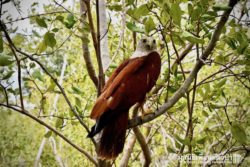 Brahminy kite release
