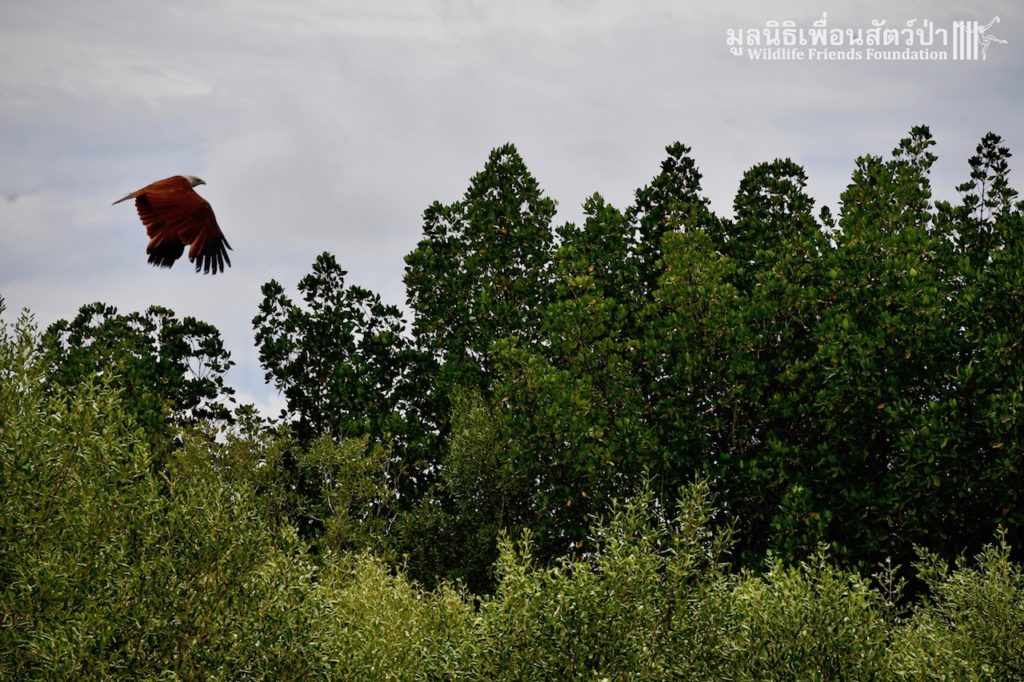 Brahminy Kite Release