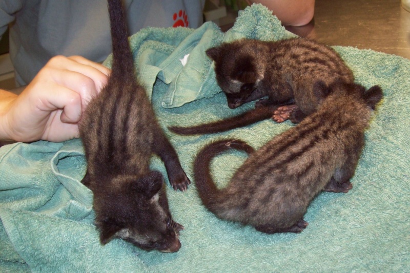 WFFT Wildlife Hospital