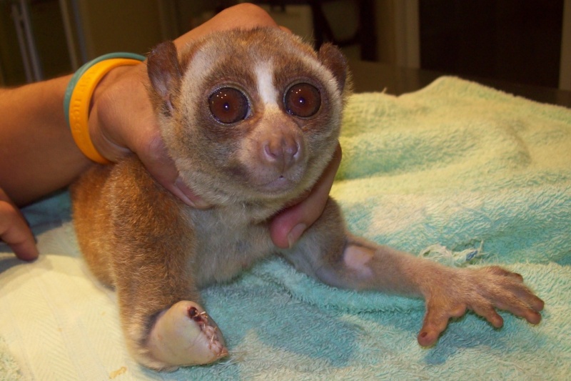 WFFT Wildlife Hospital