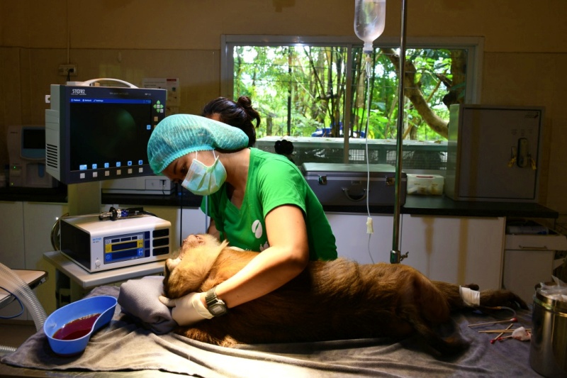 WFFT Wildlife Hospital