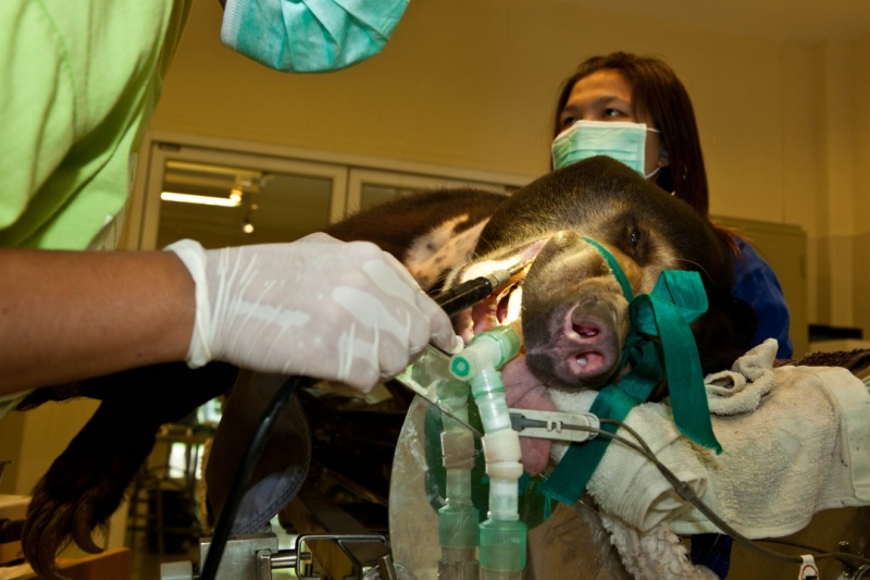 WFFT Wildlife Hospital