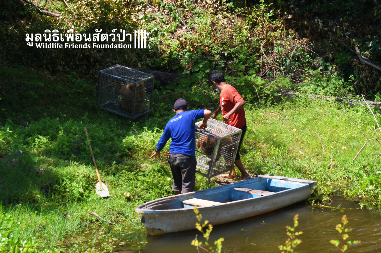 Gibbon Island Release 2021