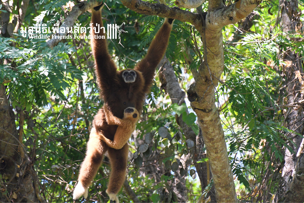 Gibbon Island Release 2021