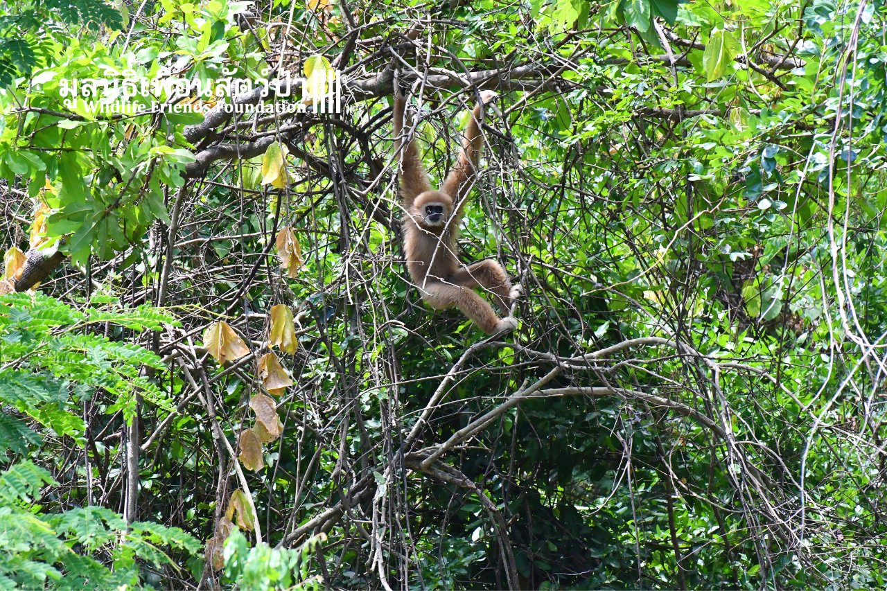 Gibbon Island Release 2021