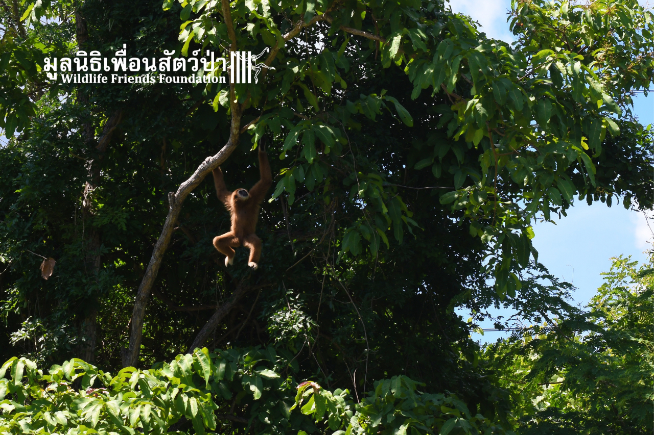 Gibbon Island Release 2021