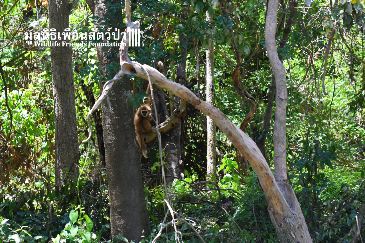 Gibbon Island Release 2021