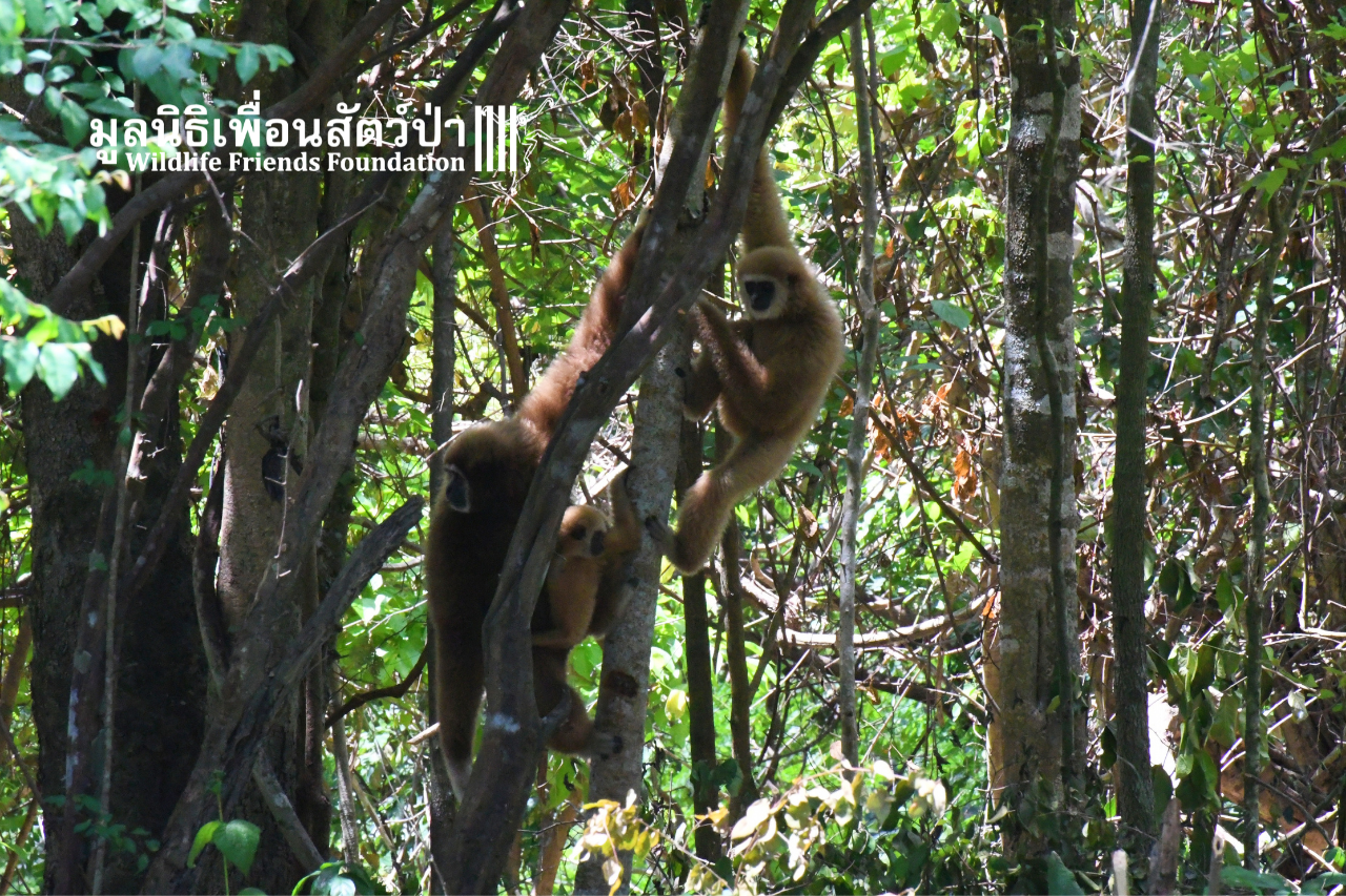 Gibbon Island Release 2021