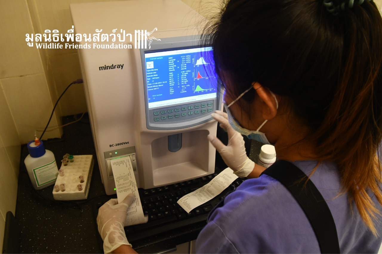 Jor And Lek Blood Work