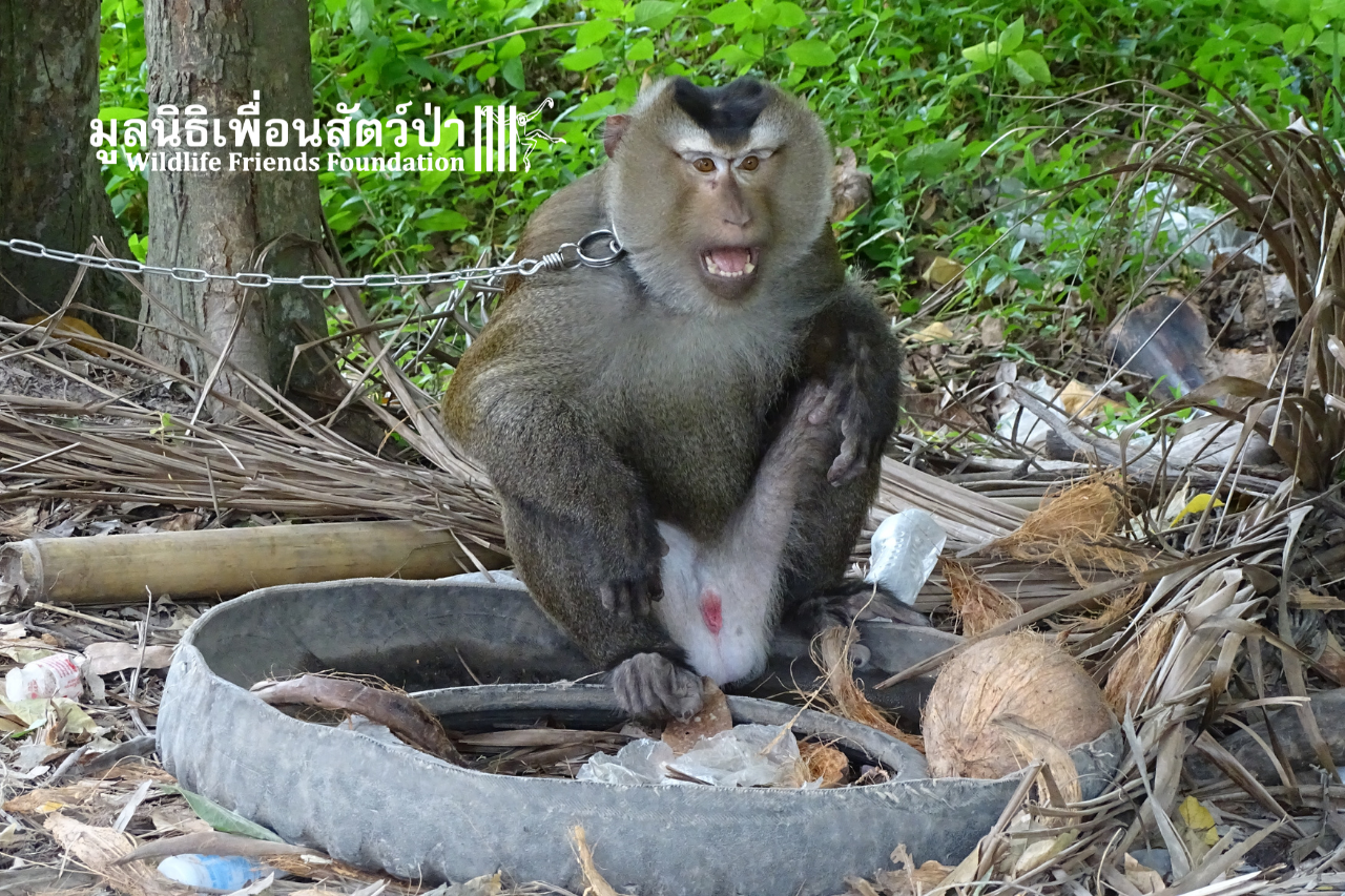 Other Macaques Who Need Help