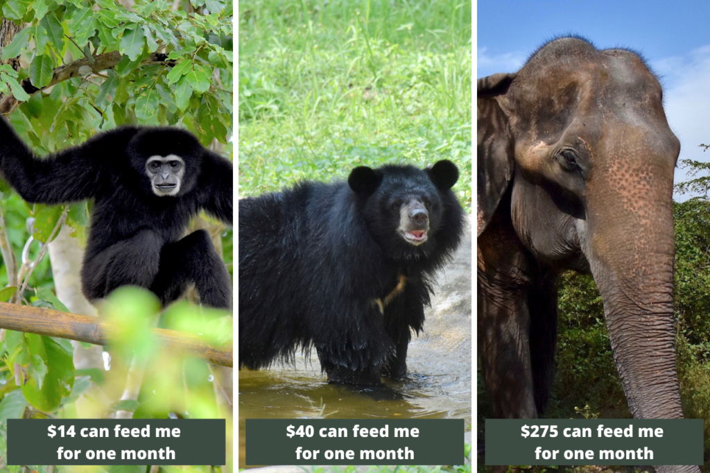 Help Wildlife During This Crisis