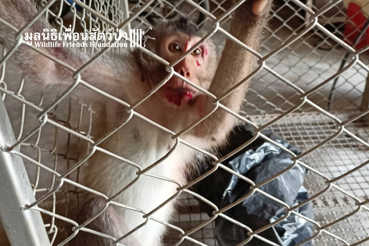 Mickey, Injured Long-tailed Macaque