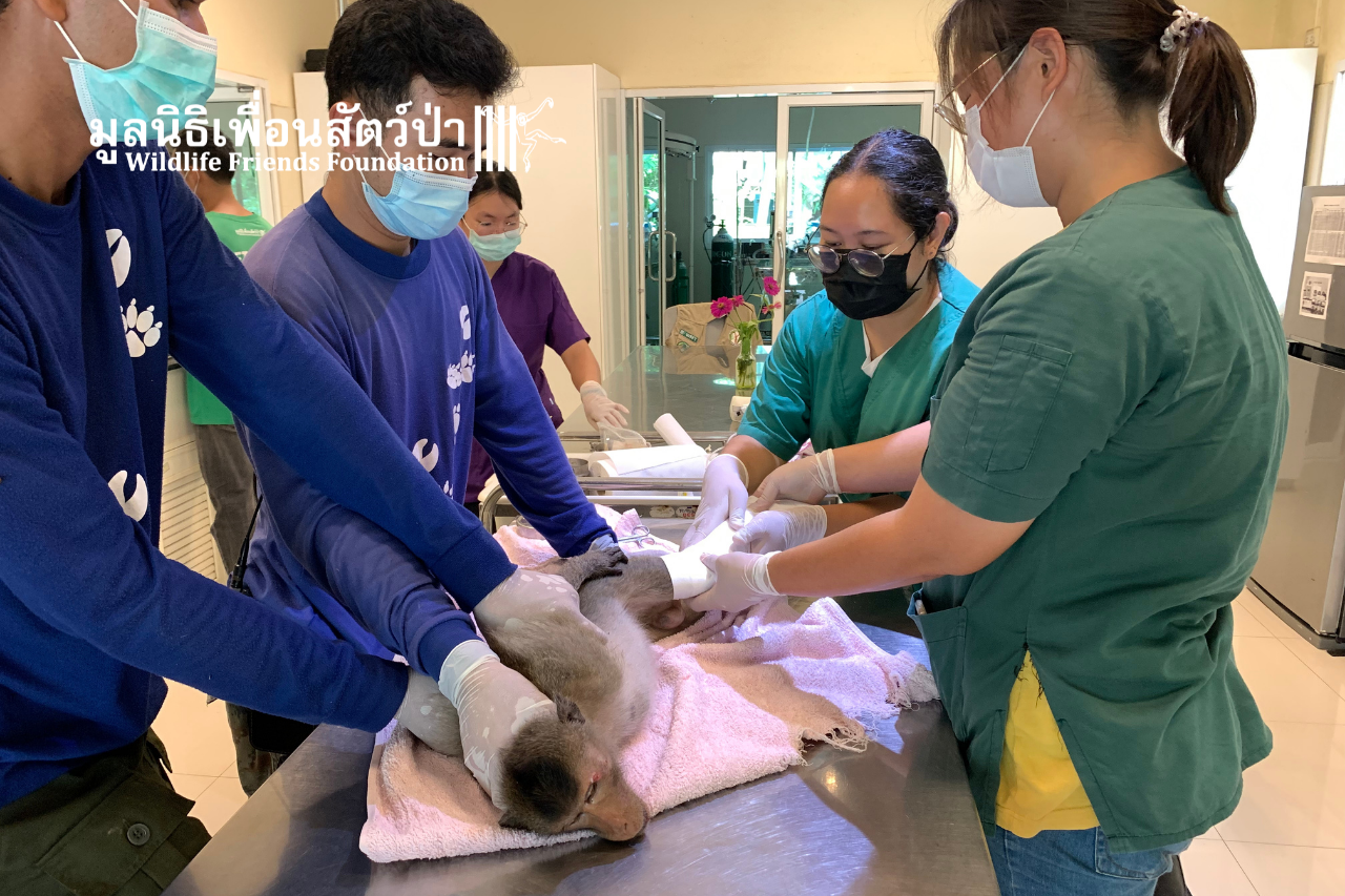 Medical Treatment For Injured Long-tailed Macaque