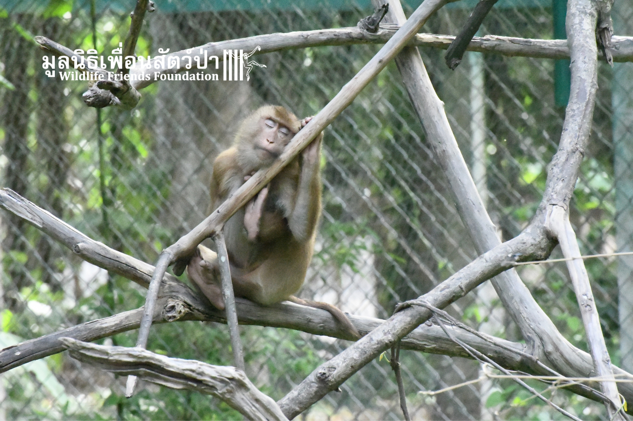 Boon Lot Taking A Nap