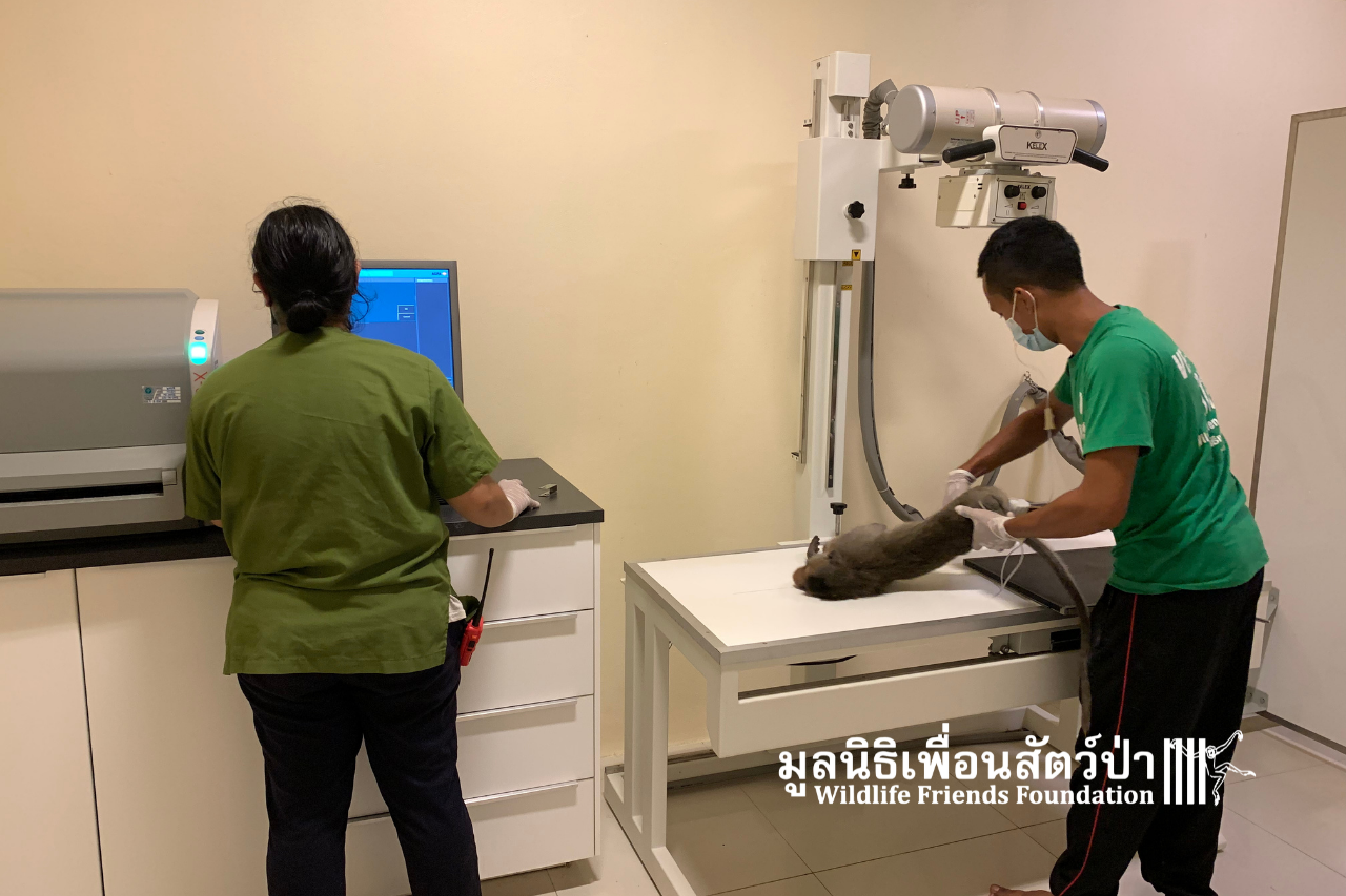Mickey, Injured Long-tailed Macaque, Getting X-ray