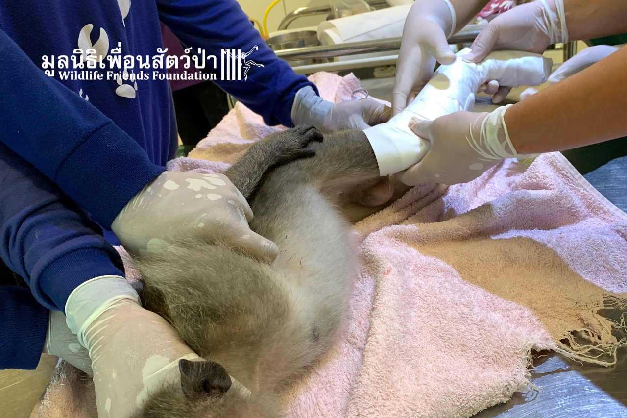 Mickey, Injured Long-tailed Macaque With Broken Leg