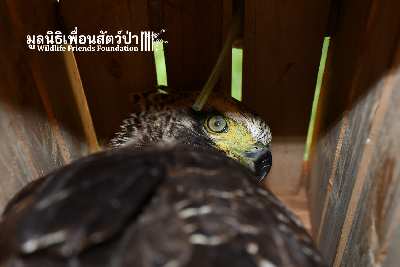 Crested Serpent Eagle