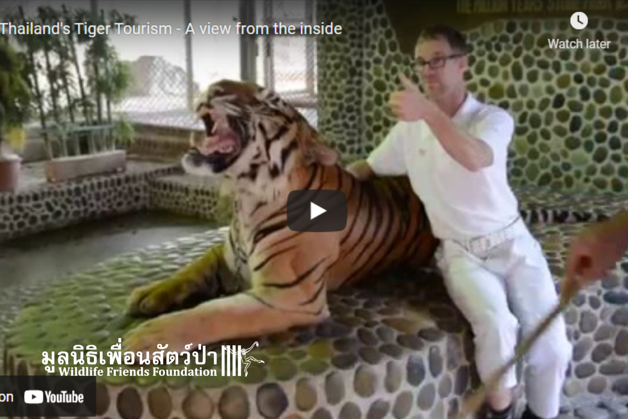 International Tiger Day 2021