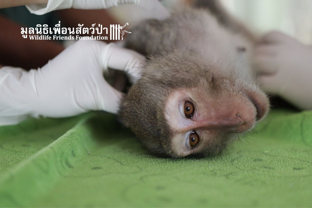 Macaque Nam Phon
