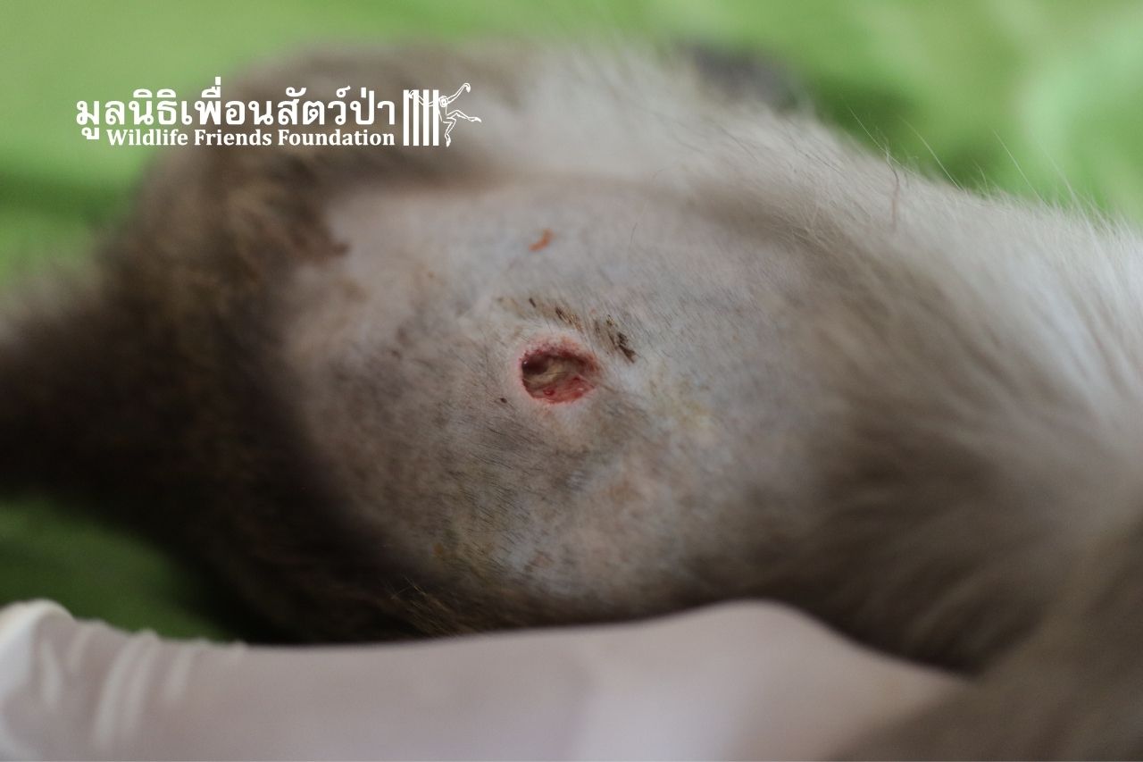 Macaque Nam Phon