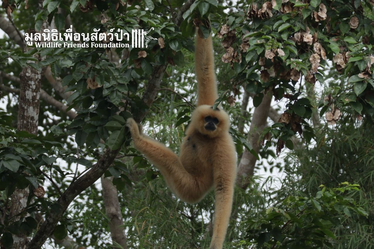 Golden-cheeked Gibbon, Nin