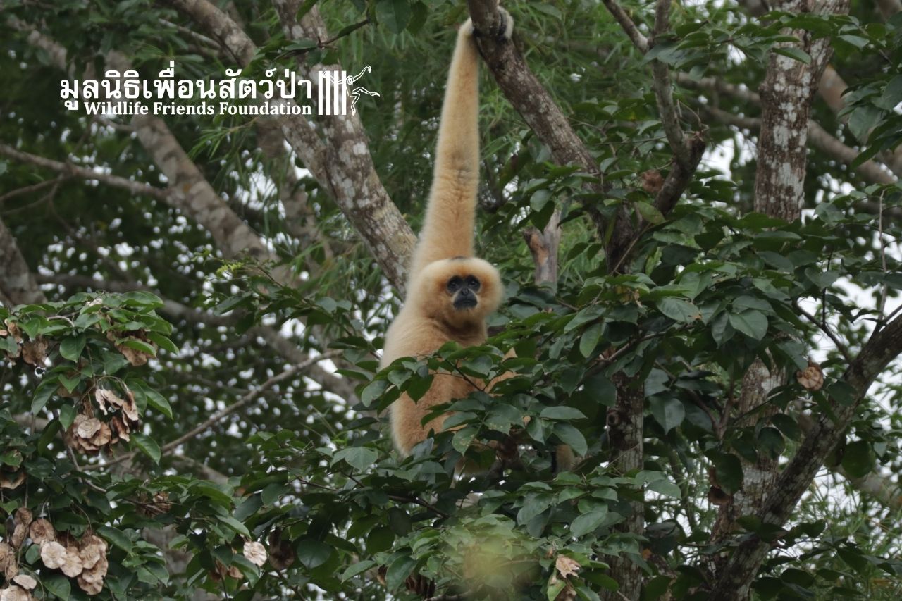 Golden-cheeked Gibbon, Nin