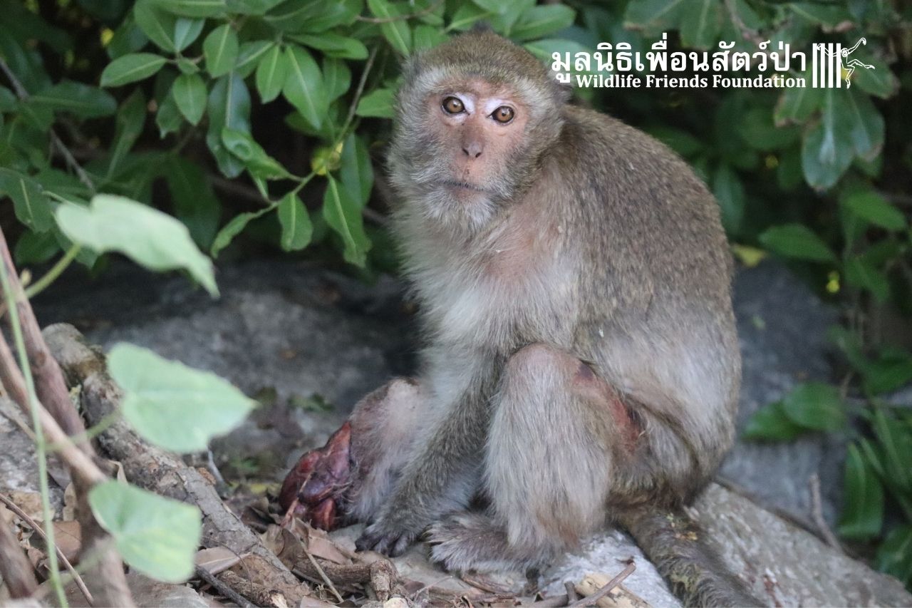 Injured Macaque Tuk Tuk