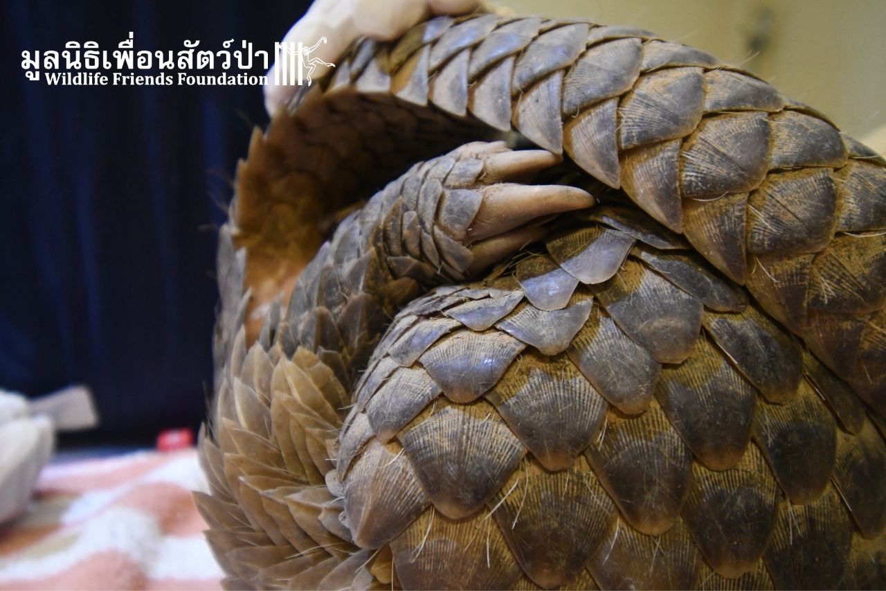 Sunda Pangolin