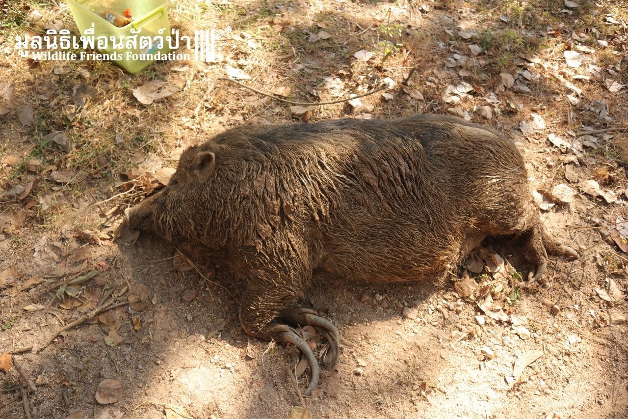 Wild Boars Saskia And Sally