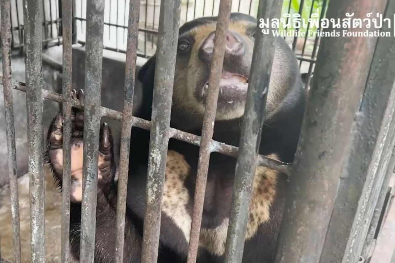 Phuket Zoo Bear