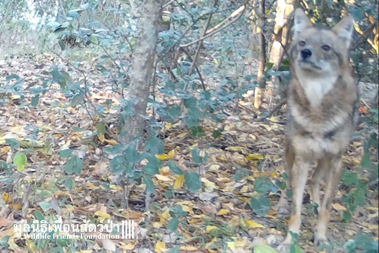 Asiatic Golden Jackal